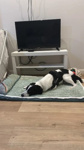Tapis de Couchage Orthopédique Amovible avec Coussin Confortable pour Chien photo review