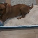 Tapis de Couchage Orthopédique Amovible avec Coussin Confortable pour Chien photo review